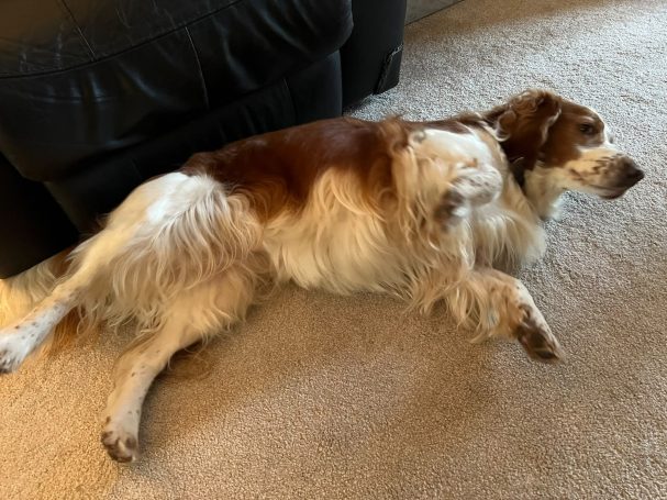 Yep, you can tickle my tummy here!