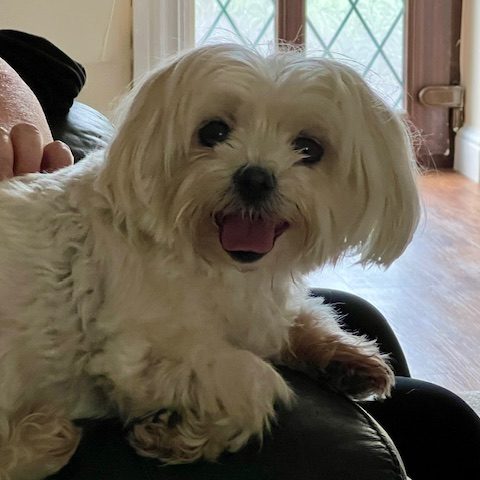 Wonderfully friendly Dog - the Maltese.