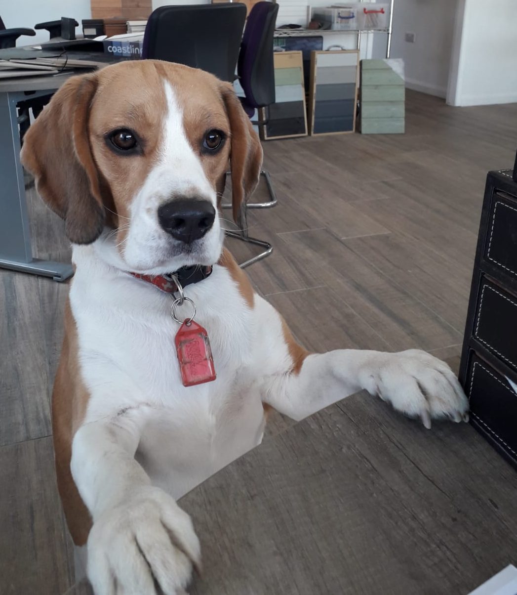 A loving and affectionate dog. A pleasure to look after.
