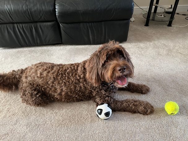Barney - Spoodle