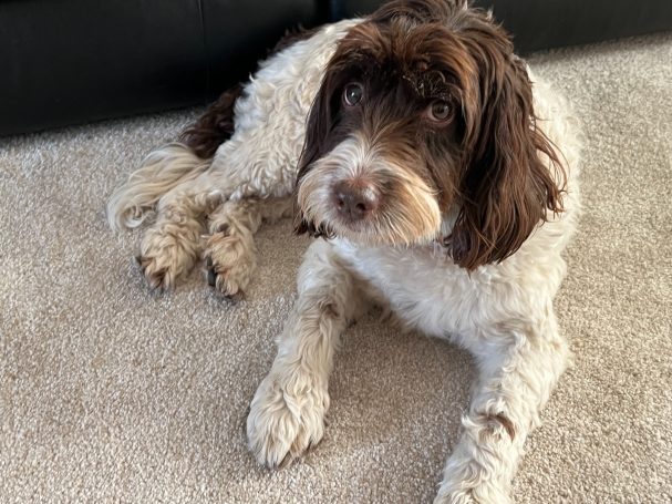 Bella - Spoodle