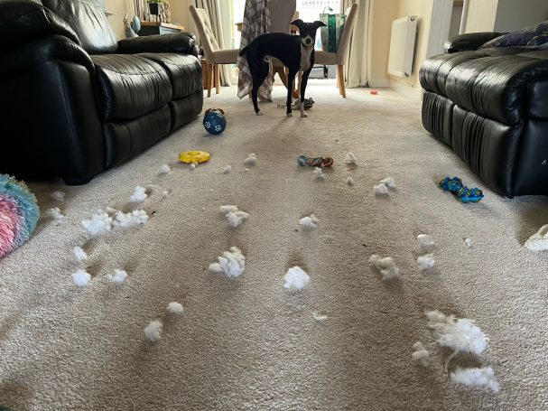 Not guilty...honest!