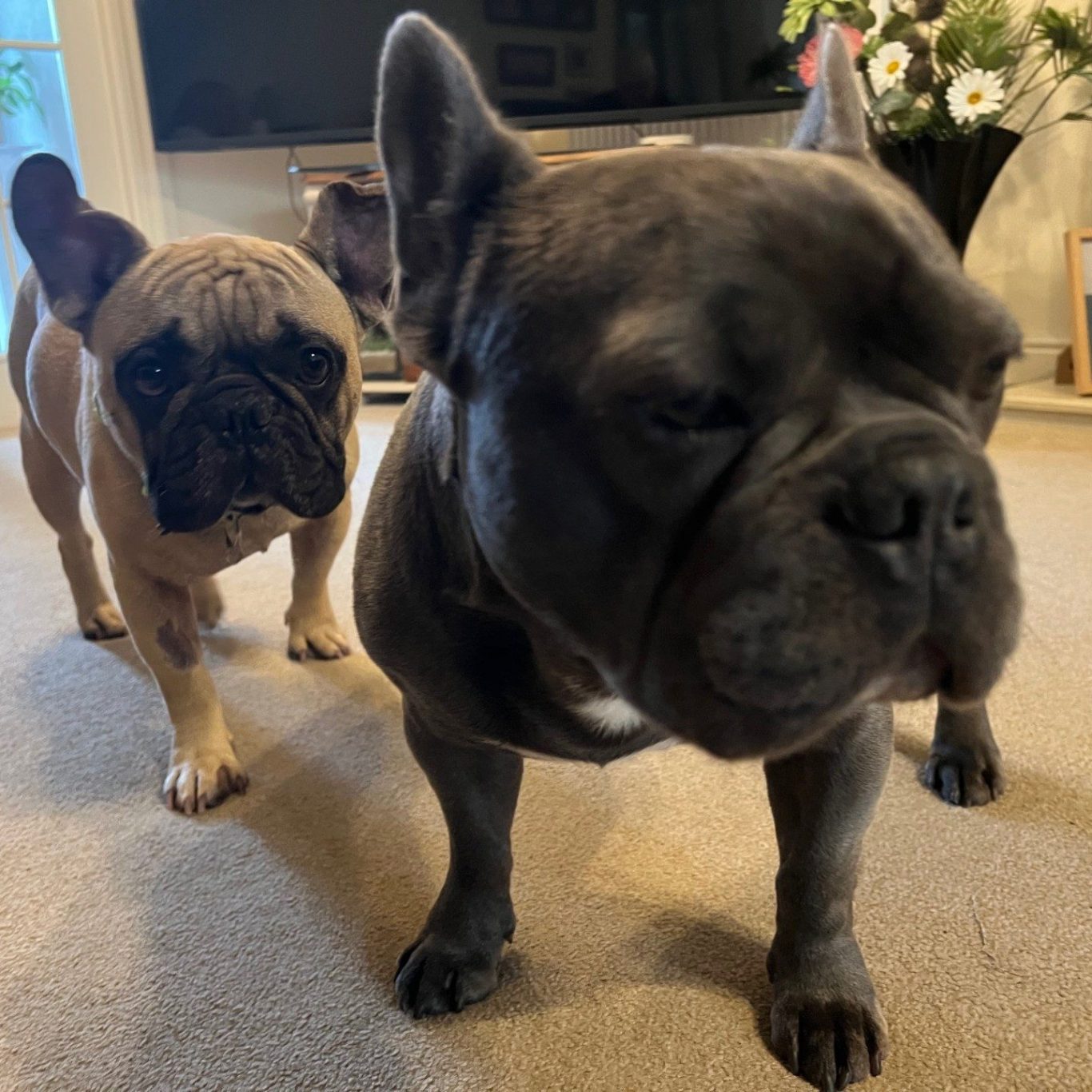 French Bulldogs - Bags of fun and character