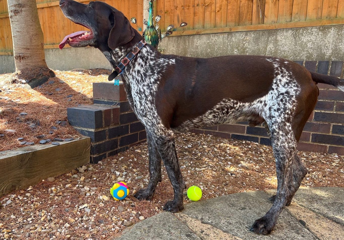 Such a handsome breed of dog, the German Short Haired Pointer